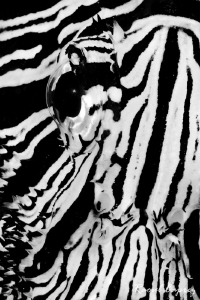 Zebra by Raoul Caprez 